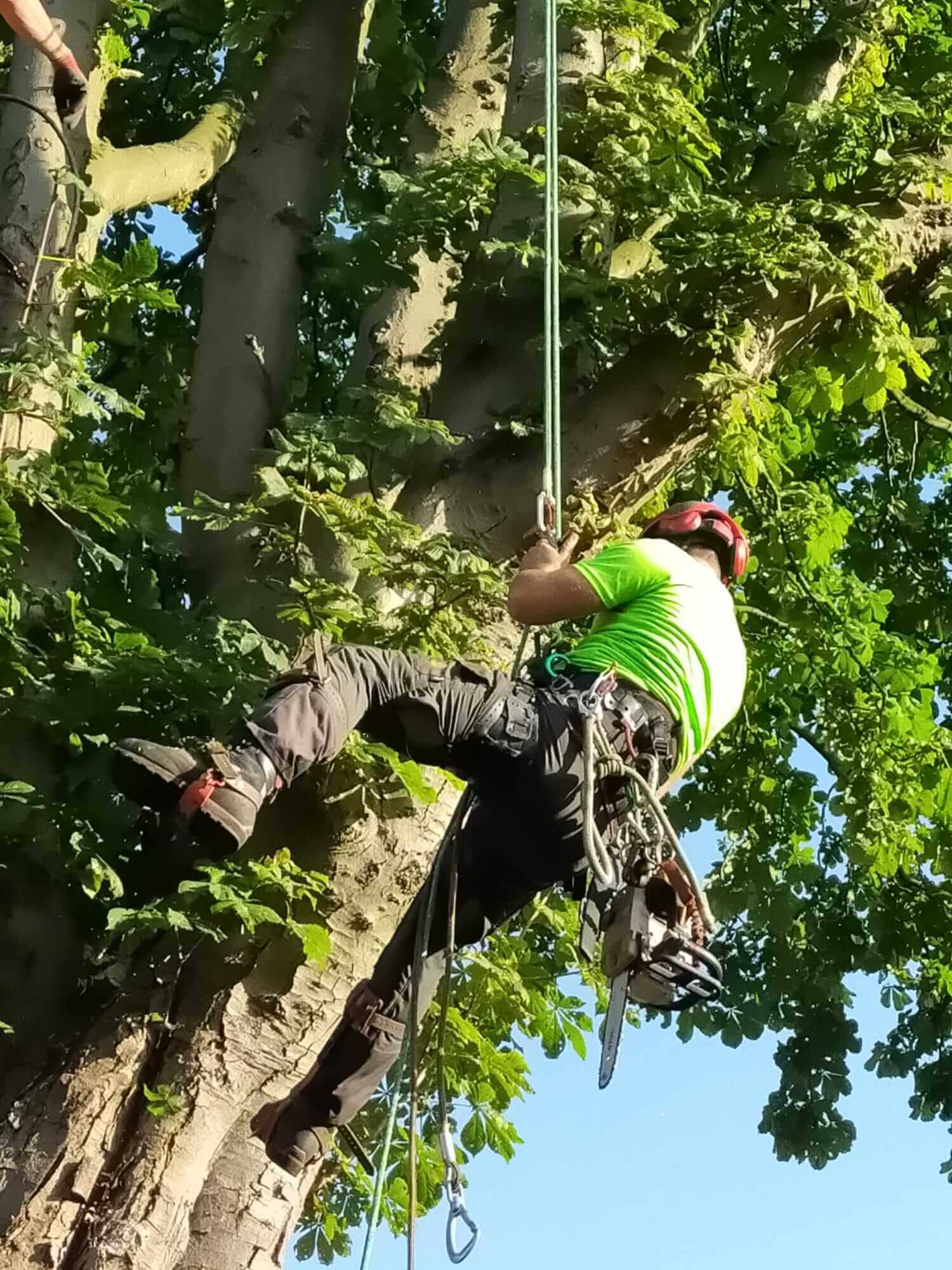 Snoeien van bomen voor veiligheid en groei